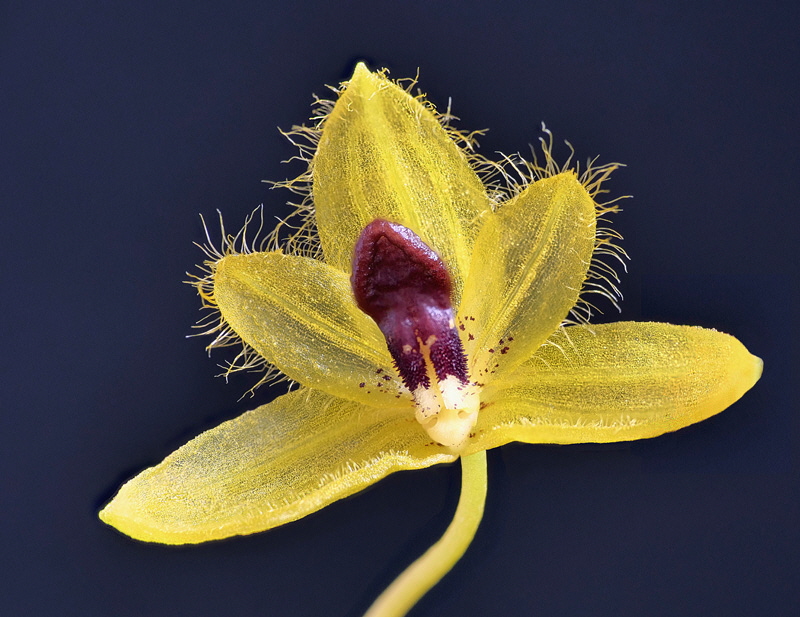 Bulbophyllum aestivale 1