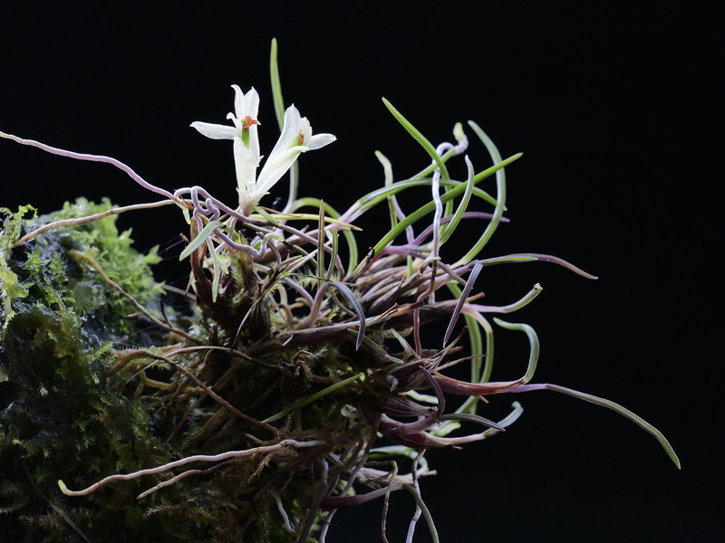 Dendrobium  masarangense1