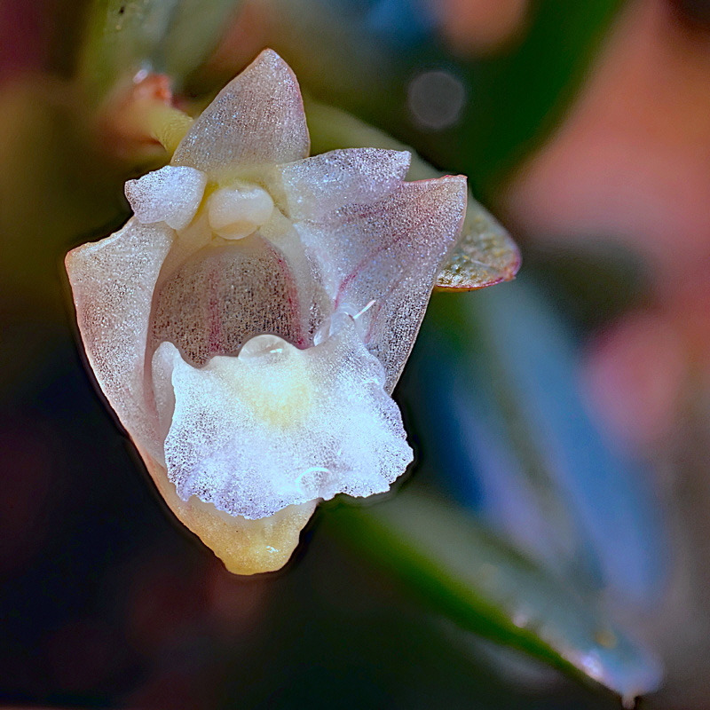 Dendrobium pachyphyllum1