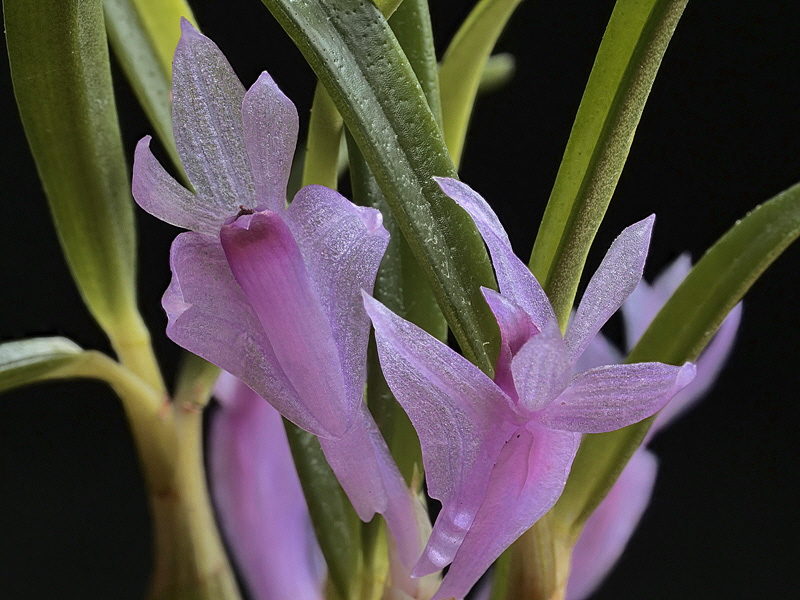 Dendrobium seranicum1