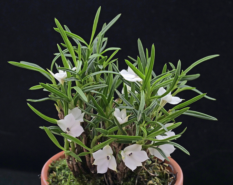 Dendrobium subuliferum4