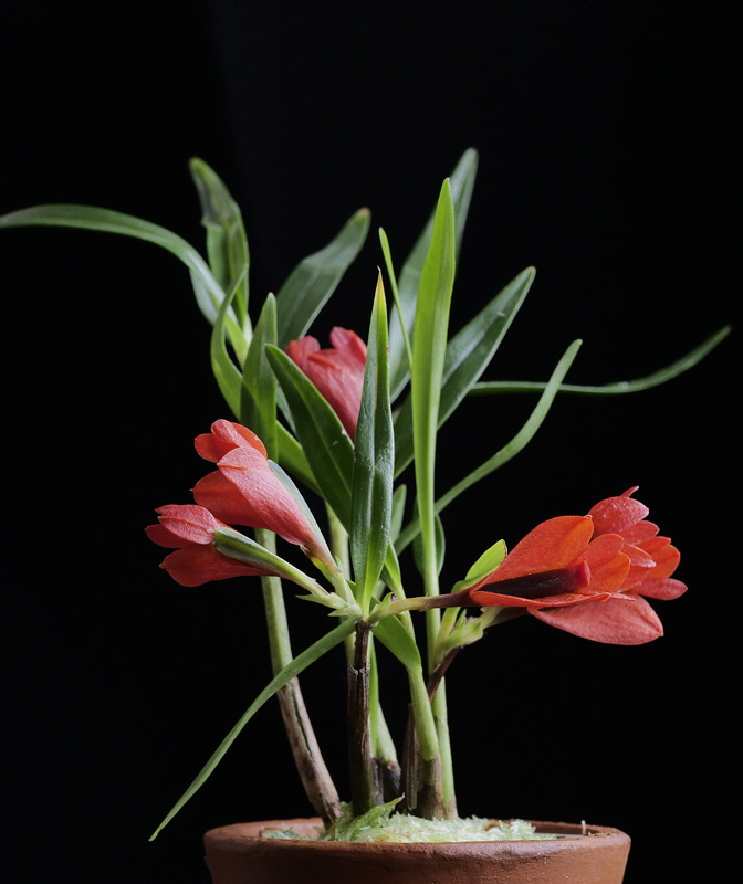 Dendrobium vexillarius red